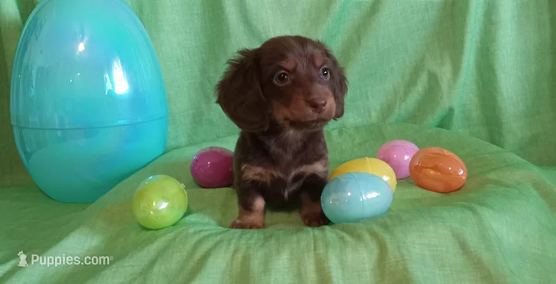 Lucy – Miniature Dachshund puppy for sale in Steele, AL