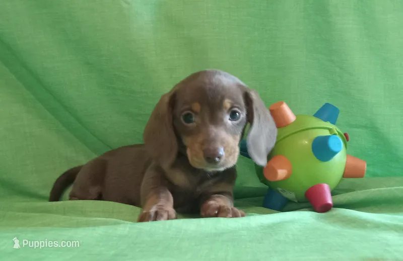 Mocha - F3, a female Miniature Dachshund for sale in Steele, AL – Photo 1 of 1