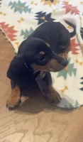 Lilac, a female Miniature Dachshund for sale in Steele, AL – 2 of 6