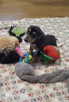 Pink, a female Miniature Dachshund for sale in Steele, AL – 2 of 6