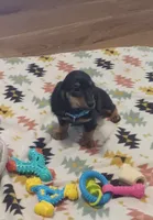 Teal, a female Miniature Dachshund for sale in Steele, AL – 3 of 6