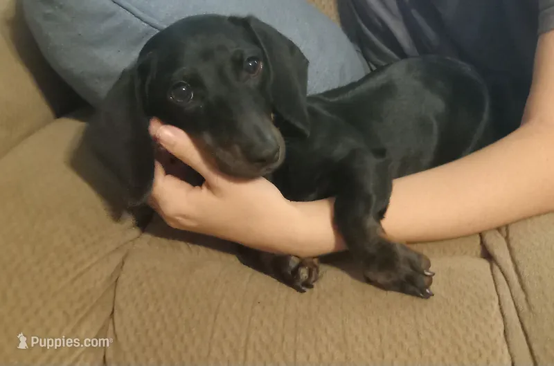 Millie – Miniature Dachshund puppy for sale in Steele, AL