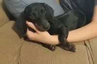 Millie, a female Miniature Dachshund for sale in Steele, AL – 1 of 7