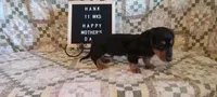 Hank, a male Miniature Dachshund for sale in Steele, AL – 3 of 9
