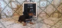 Hank, a male Miniature Dachshund for sale in Steele, AL – 5 of 9