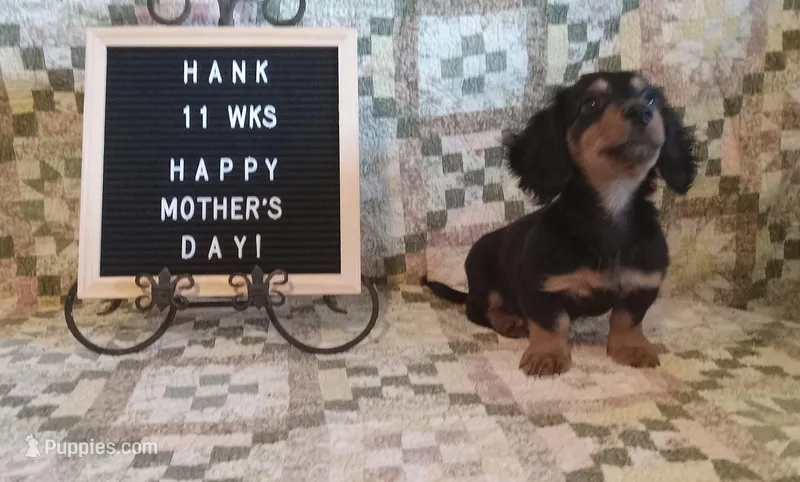 Hank – Miniature Dachshund puppy for sale in Steele, AL