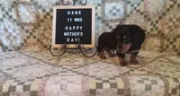 Hank, a male Miniature Dachshund for sale in Steele, AL – 4 of 9