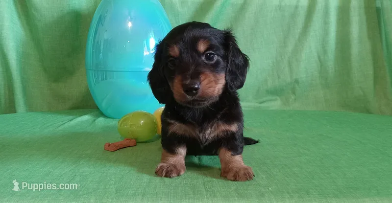 Hank – Miniature Dachshund puppy for sale in Steele, AL