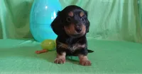 Hank, a male Miniature Dachshund for sale in Steele, AL – Photo 2 of 4