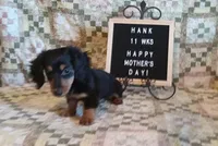 Hank, a male Miniature Dachshund for sale in Steele, AL – 2 of 9