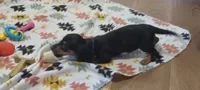 Blue, a male Miniature Dachshund for sale in Steele, AL – 3 of 9