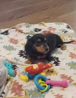 Purple, a female Miniature Dachshund for sale in Steele, AL – 4 of 7