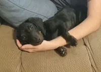 Millie, a female Miniature Dachshund for sale in Steele, AL – 2 of 7