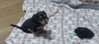 Green, a male Miniature Dachshund for sale in Steele, AL – 3 of 6