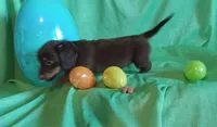 Finn, a male Miniature Dachshund for sale in Steele, AL – Photo 3 of 3