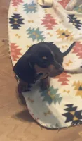 Lilac, a female Miniature Dachshund for sale in Steele, AL – 1 of 6