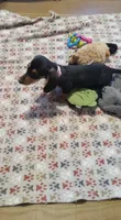 Pink, a female Miniature Dachshund for sale in Steele, AL – 4 of 6