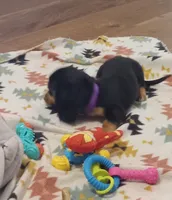 Purple, a female Miniature Dachshund for sale in Steele, AL – 6 of 7