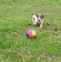 Toby, a male Miniature Dachshund for sale in Steele, AL – Photo 2 of 5