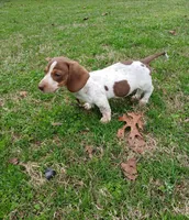Toby, a male Miniature Dachshund for sale in Steele, AL – Photo 1 of 5