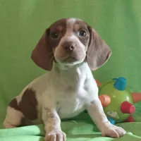 Toby, a male Miniature Dachshund for sale in Steele, AL – Photo 3 of 5