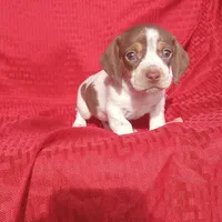 Toby, a male Miniature Dachshund for sale in Steele, AL – Photo 5 of 5