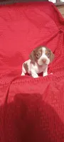 Mocha - Male 3, a male Miniature Dachshund for sale in Steele, AL – Photo 3 of 3