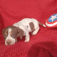 Toby, a male Miniature Dachshund for sale in Steele, AL – Photo 4 of 5