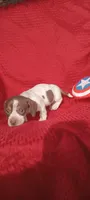 Mocha - Male 3, a male Miniature Dachshund for sale in Steele, AL – Photo 2 of 3