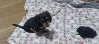 Green, a male Miniature Dachshund for sale in Steele, AL – 4 of 6