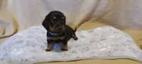 Blue, a male Miniature Dachshund for sale in Steele, AL – 2 of 2