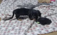 Green, a male Miniature Dachshund for sale in Steele, AL – 5 of 6