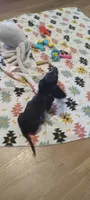 Teal, a female Miniature Dachshund for sale in Steele, AL – 4 of 6