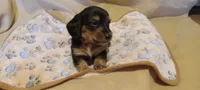 Red, a male Miniature Dachshund for sale in Steele, AL – 2 of 3