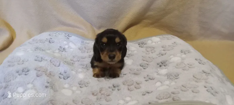 Green – Miniature Dachshund puppy for sale in Steele, AL