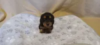 Green, a male Miniature Dachshund for sale in Steele, AL – 1 of 1