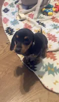 Lilac, a female Miniature Dachshund for sale in Steele, AL – 3 of 6