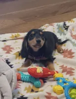 Purple, a female Miniature Dachshund for sale in Steele, AL – 3 of 7