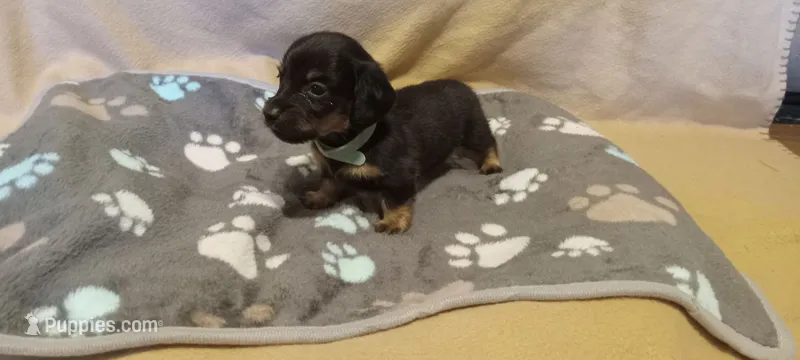 Teal – Miniature Dachshund puppy for sale in Steele, AL