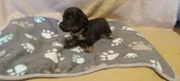 Teal, a female Miniature Dachshund for sale in Steele, AL – 1 of 1