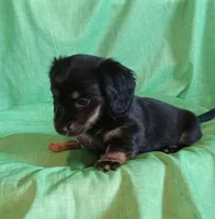 Lilly, a female Miniature Dachshund for sale in Steele, AL – Photo 2 of 3