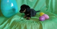 Lilly, a female Miniature Dachshund for sale in Steele, AL – Photo 3 of 3
