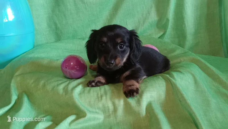 Lilly – Miniature Dachshund puppy for sale in Steele, AL