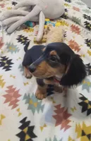 Red, a male Miniature Dachshund for sale in Steele, AL – 3 of 8