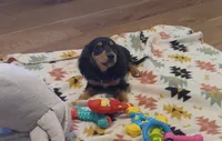 Purple, a female Miniature Dachshund for sale in Steele, AL – 2 of 7