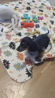 Blue, a male Miniature Dachshund for sale in Steele, AL – 9 of 9