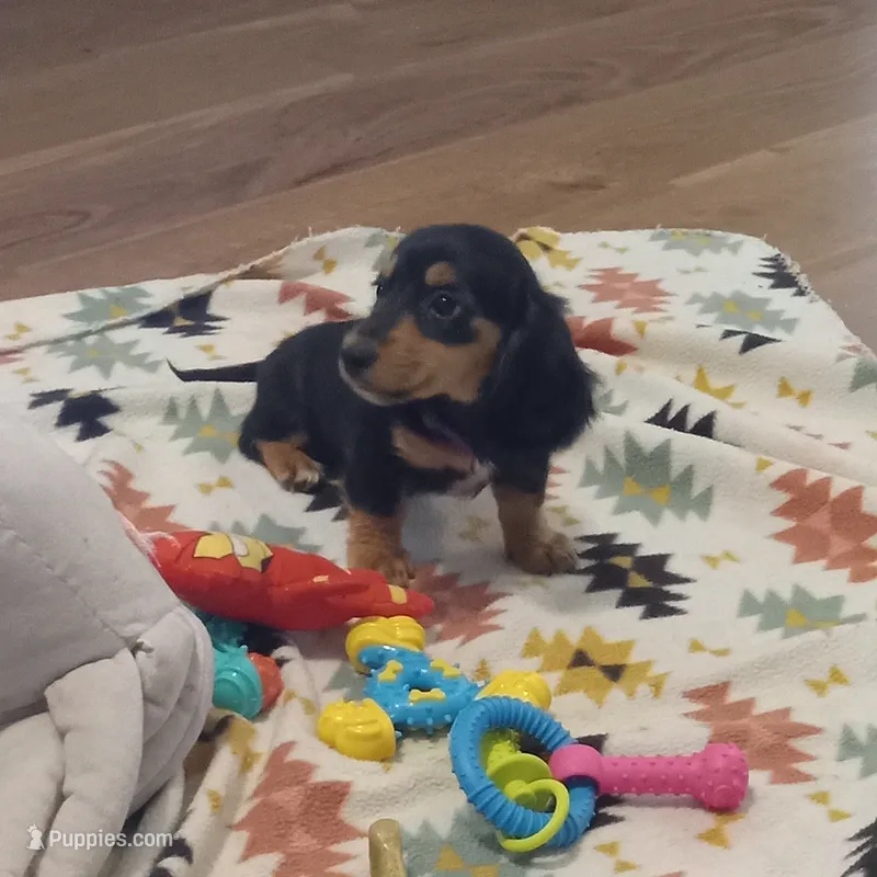 Purple – Miniature Dachshund puppy for sale in Steele, AL