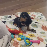 Purple, a female Miniature Dachshund for sale in Steele, AL – 1 of 7
