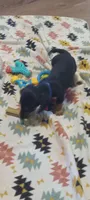 Blue, a male Miniature Dachshund for sale in Steele, AL – 4 of 9