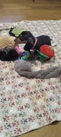 Pink, a female Miniature Dachshund for sale in Steele, AL – 3 of 6